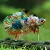 Multicolor/Galaxy Koi Plakat -12 weeks Old