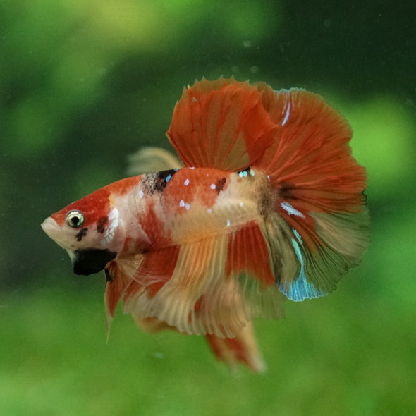 Galaxy Koi Halfmoon - 12 weeks old