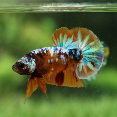 Multicolor/Galaxy Koi Plakat - Breeder Grade