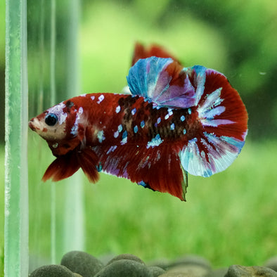 Multicolor/Galaxy Koi Plakat - 13Weeks Old