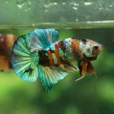 Multicolor/Galaxy Koi Plakat -11 weeks Old