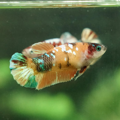 Galaxy Koi Plakat- Female