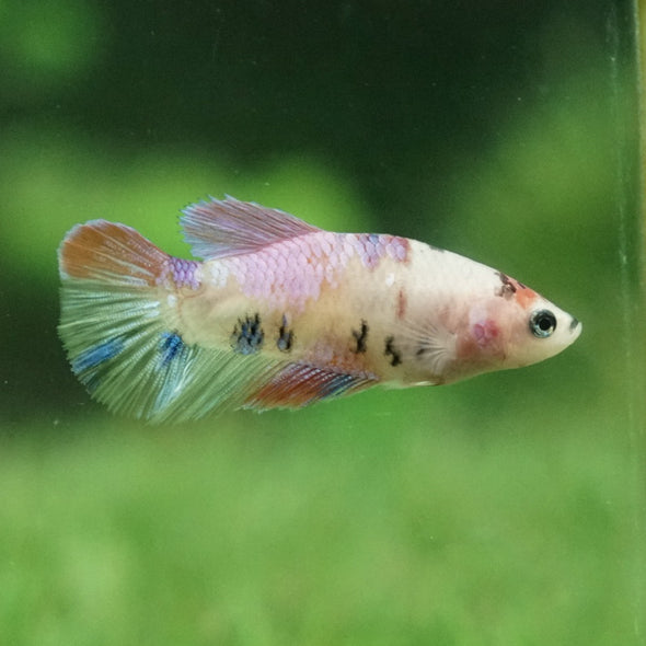 Multicolor Koi Plakat - Female