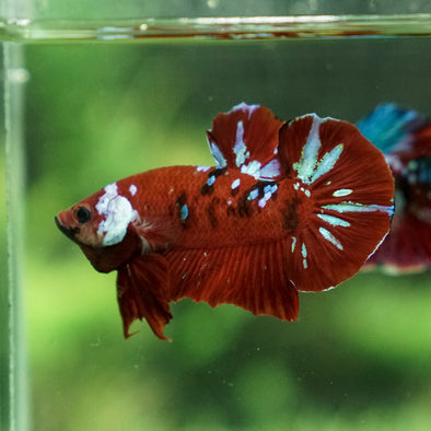 Multicolor/Galaxy Koi Plakat -14 weeks Old