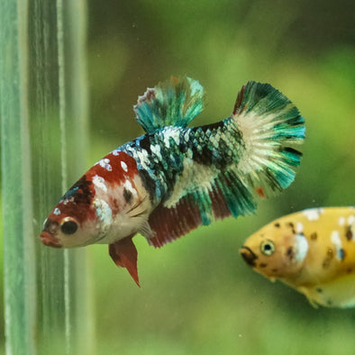 Multicolor/galaxy Koi Plakat- Female