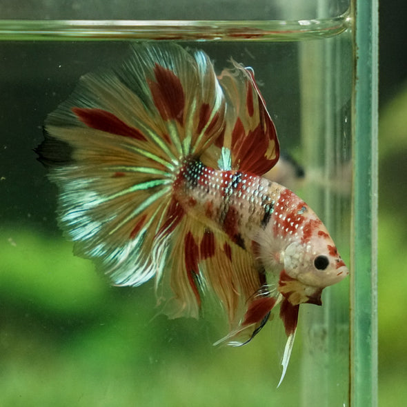 Galaxy Koi Halfmoon - 12 weeks old