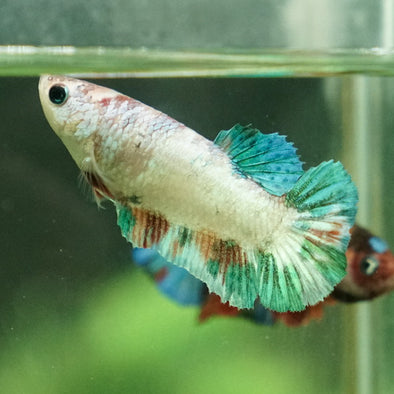 Multicolor Koi Plakat - Female