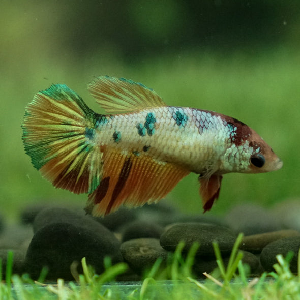 Koi Halfmoon Female - 12 weeks old- Breeder Grade