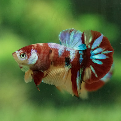 Multicolor/Galaxy Koi Plakat -11 weeks Old