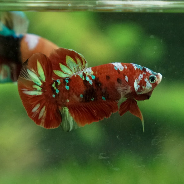 Multicolor/Galaxy Koi Plakat -13 weeks Old