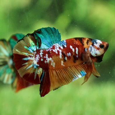 Galaxy / Multicolored Koi Plakat