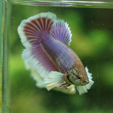Dumbo Halfmoon - Female