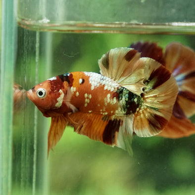 Copper/Gold Galaxy Koi Plakat - 13Weeks Old