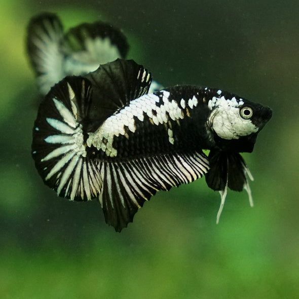Samurai Plakat - 12 weeks old
