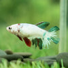 Koi Halfmoon - Female