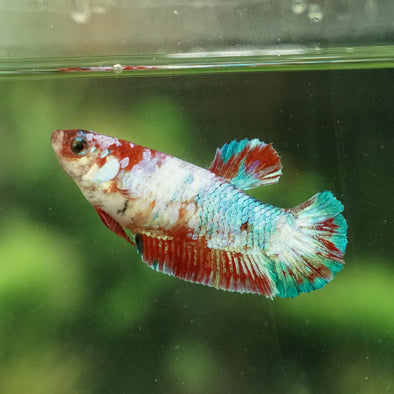 Multicolor/galaxy Koi Plakat- Female