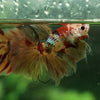 Galaxy Koi Halfmoon - 12 weeks old