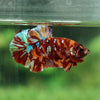 Multicolor/Galaxy Koi Plakat -15 weeks Old