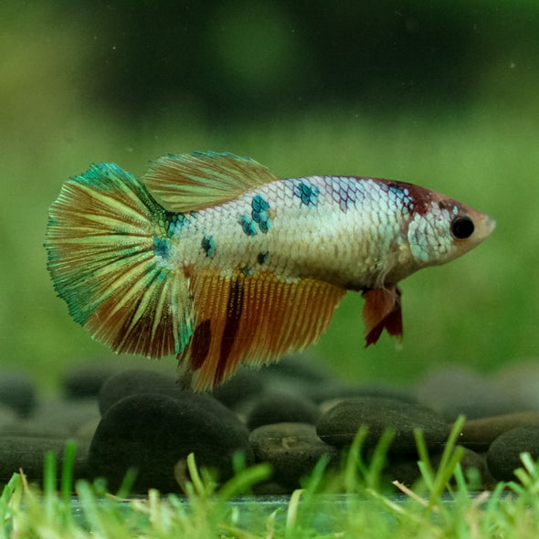 Koi Halfmoon Female - 12 weeks old- Breeder Grade