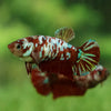 Multicolor/galaxy Koi Plakat- Female