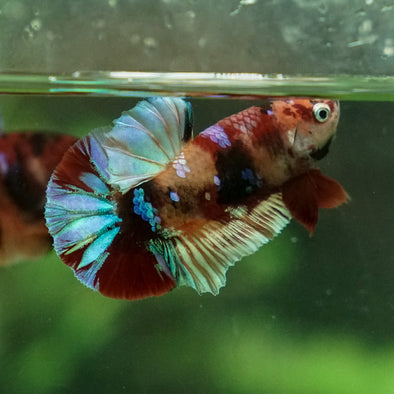 Multicolor/Galaxy Koi Plakat -14 weeks Old