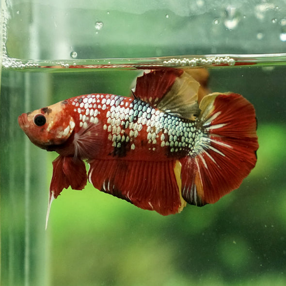 Giant Multicolor/ Galaxy Koi-15 weeks Old