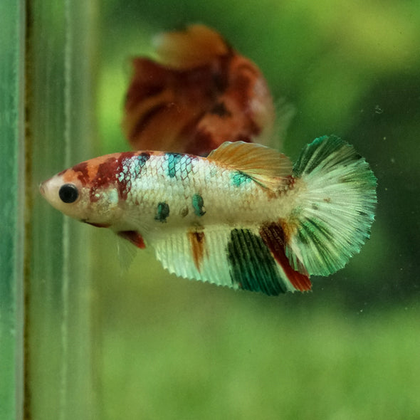 Koi Halfmoon Female - 12 weeks old