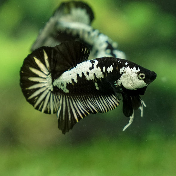 Samurai Plakat - 12 weeks old