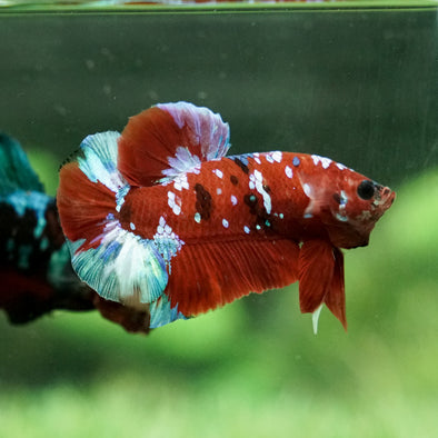 Multicolor/Galaxy Koi Plakat - 13Weeks Old