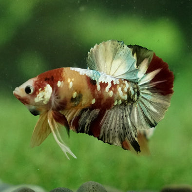 Multicolor/Galaxy Koi Plakat -12 weeks Old