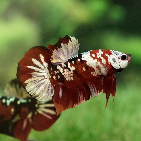 Multicolor/Galaxy Koi Plakat -15 weeks Old