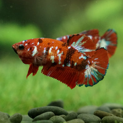Multicolor/galaxy Koi Plakat- Female