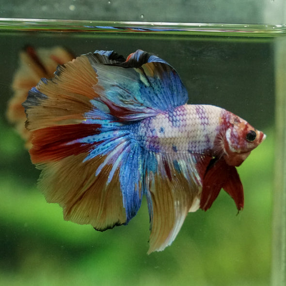 Galaxy Koi Halfmoon - 12 weeks old