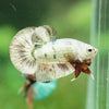 Multicolor/Galaxy Koi Plakat -11 weeks Old