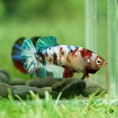 Multicolor/galaxy Koi Plakat- Female