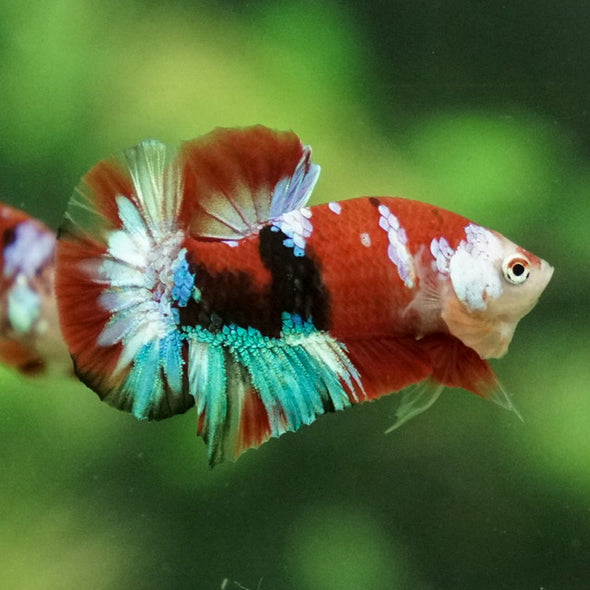 Multicolor/Galaxy Koi Plakat -11 weeks Old