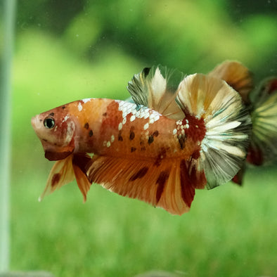 Copper/Gold Galaxy Koi Plakat - 13Weeks Old