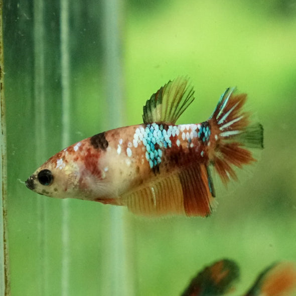 Koi Halfmoon - Female