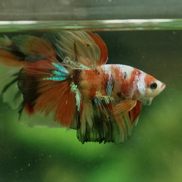 Galaxy Koi Halfmoon - 11 weeks old