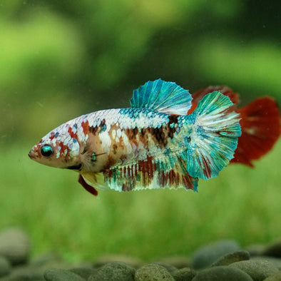 Multicolor/galaxy Koi Plakat- Female