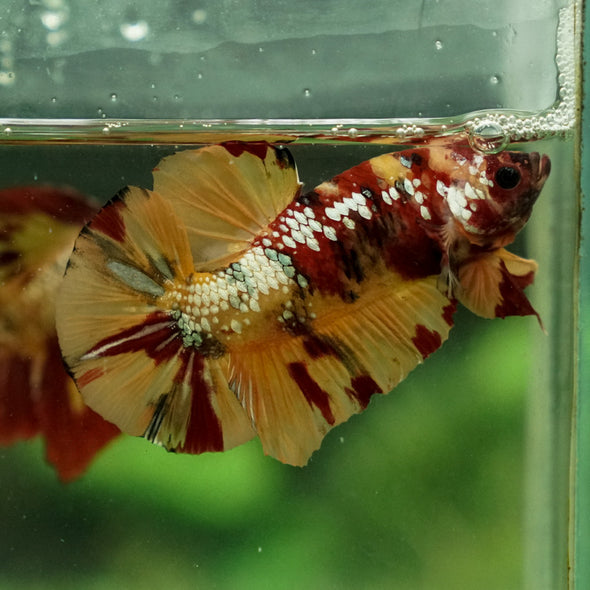 Giant Multicolor/ Galaxy Koi-15 weeks Old