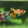 Galaxy Koi Plakat- Female