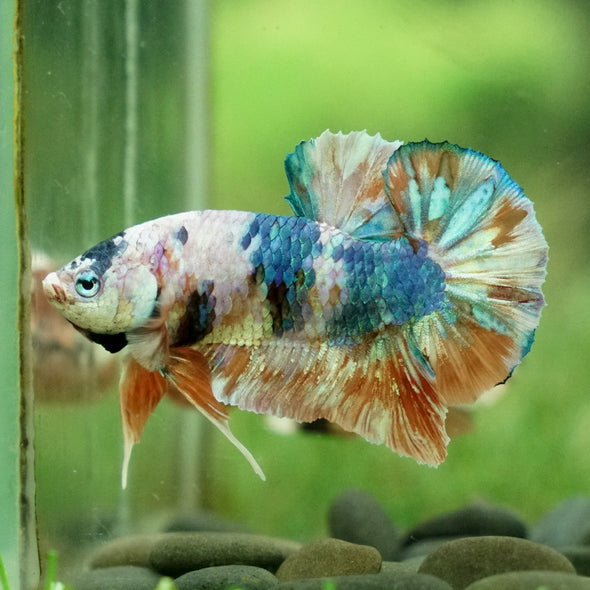 Multicolor/Galaxy Koi Plakat -12 weeks Old