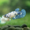 Blue/Green Dalmatian Plakat- Female