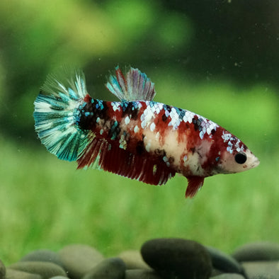 Multicolor/galaxy Koi Plakat- Female