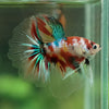 Galaxy Koi Halfmoon - 14 weeks old