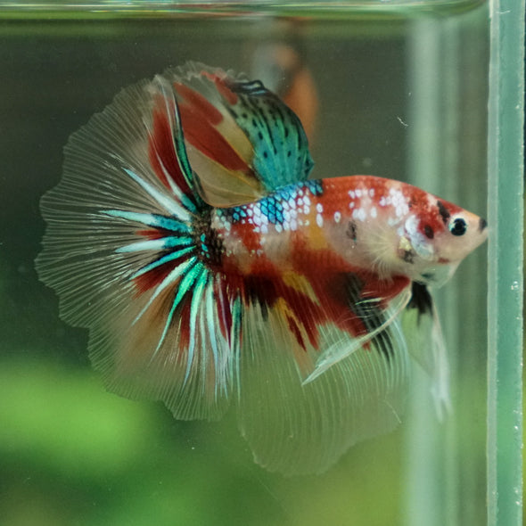 Galaxy Koi Halfmoon - 14 weeks old