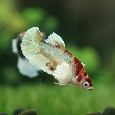 Multicolor/galaxy Dumbo Koi Plakat- Female