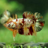 Copper/Gold Galaxy Koi Plakat - 9 Weeks Old