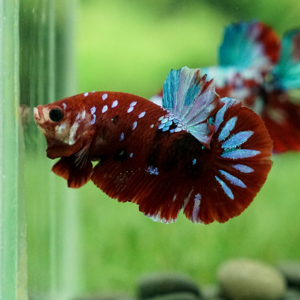 Multicolor/Galaxy Koi Plakat -12 weeks Old